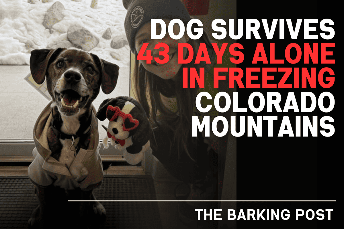 The Lost Dog Who Survived 43 Days Alone In The Freezing Colorado Mountains