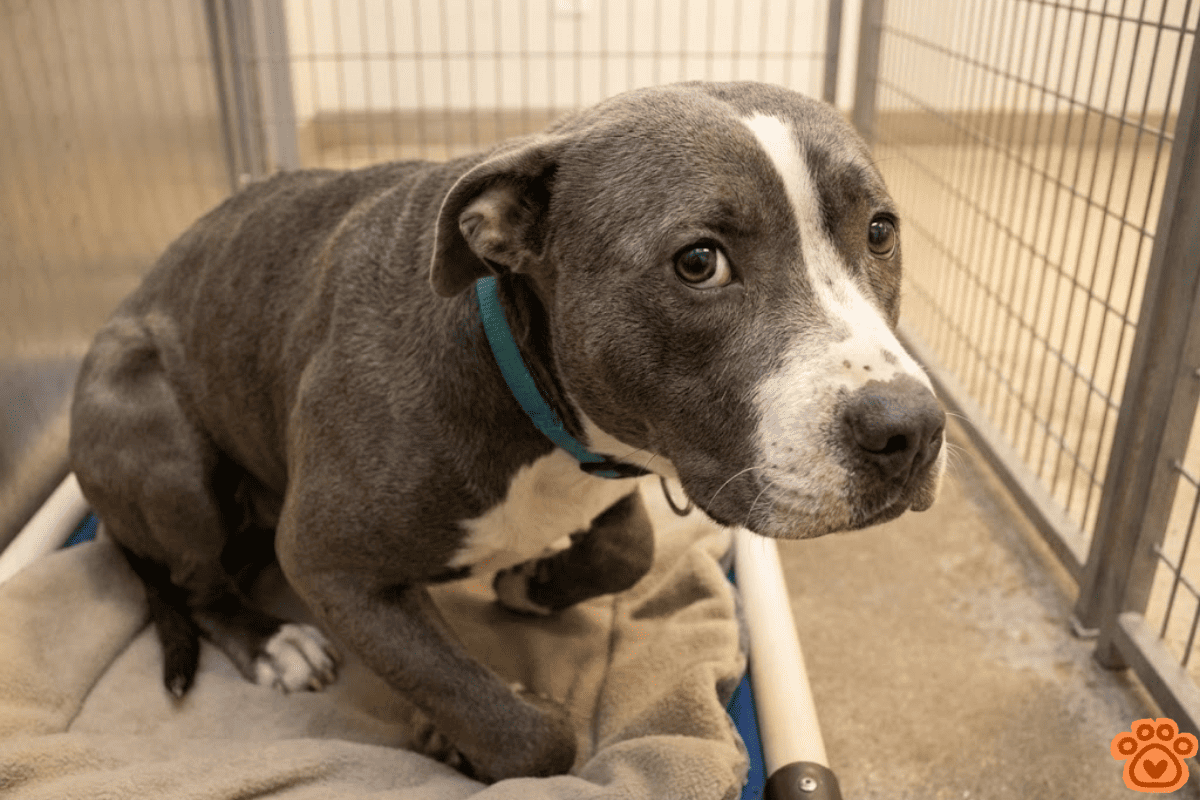 Abandoned Dog Found Trembling In A Yard With A Heartbreaking Note ...