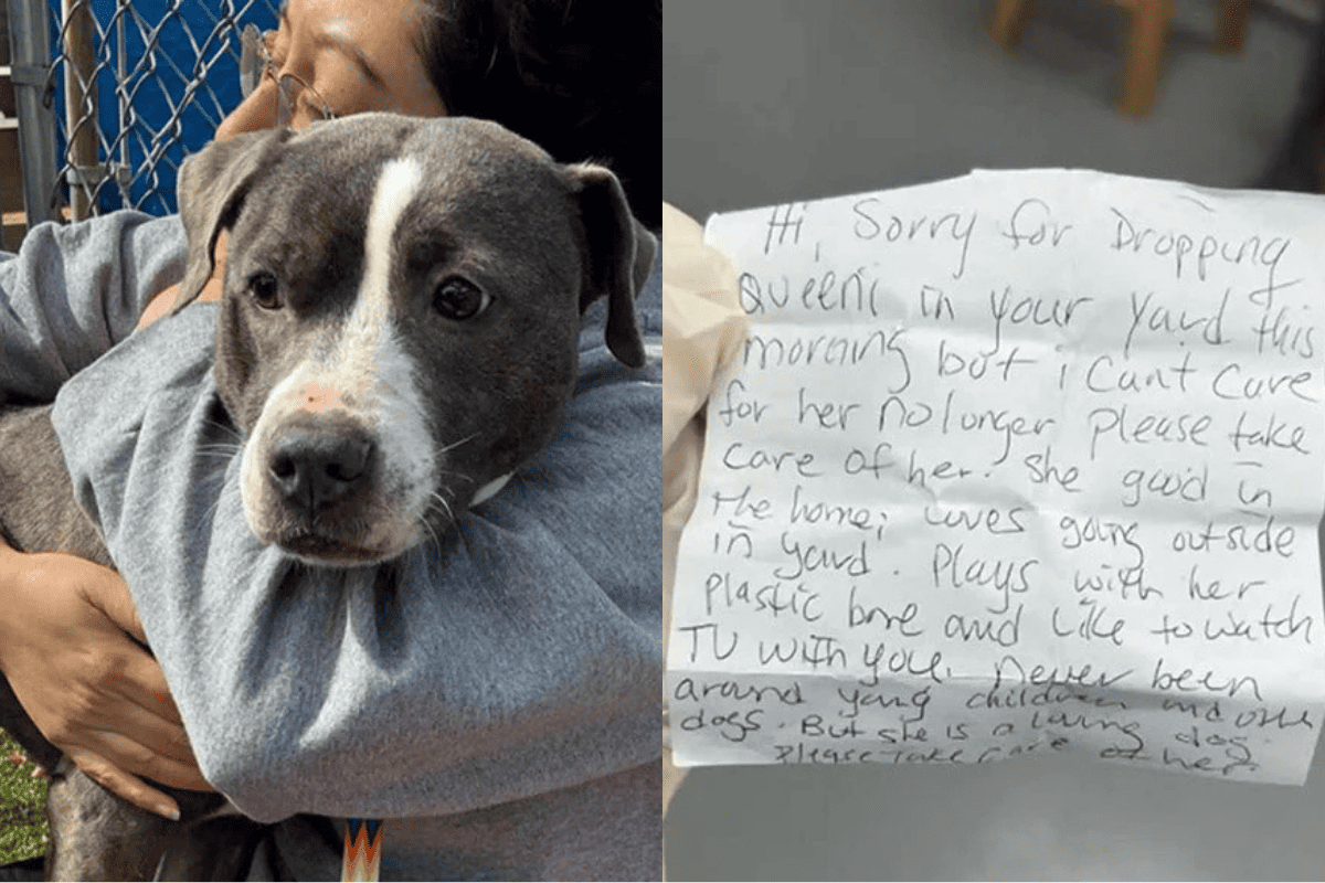 Abandoned Dog Found Trembling In A Yard With A Heartbreaking Note ...