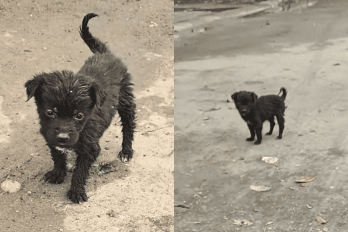 This Tiny Black Puppy Was Found Alone In The Dirt - What Happened Next ...